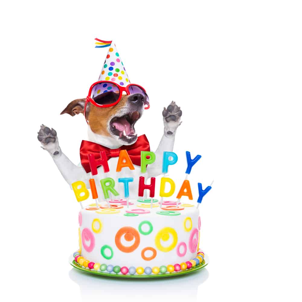 50+ Lovable Birthday Wishes For Your Dog - The Write Greeting