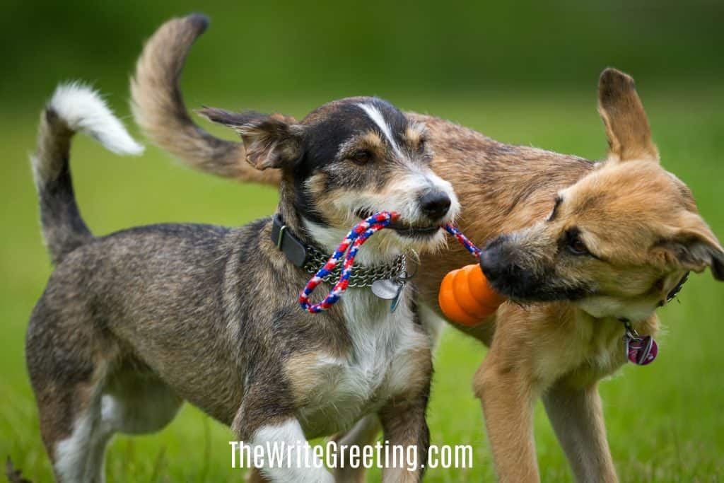 Two dogs playing together with a ball