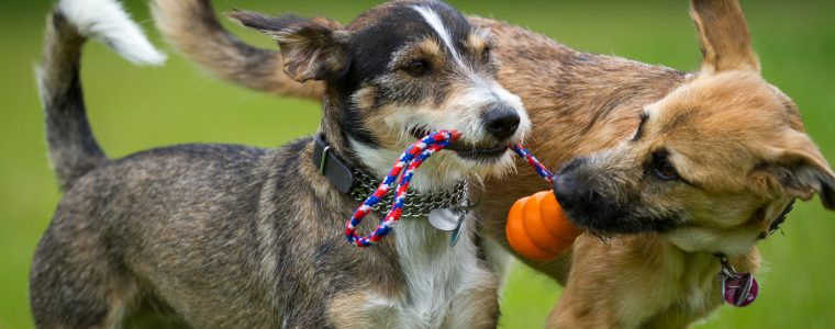 Two dogs playing together with a ball
