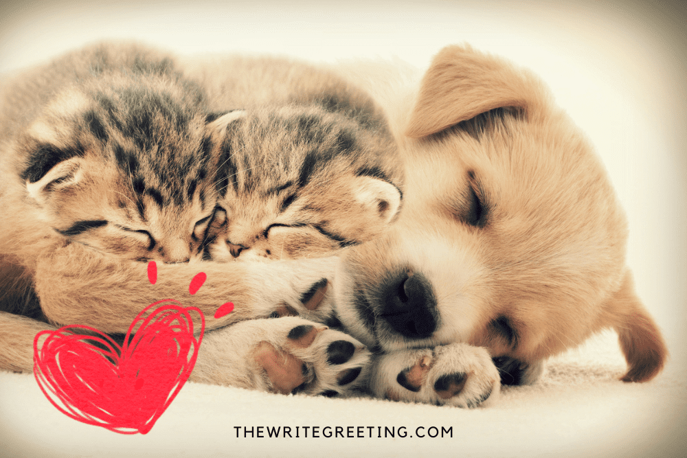 A cute lab puppy and kitty snuggling together with red heart