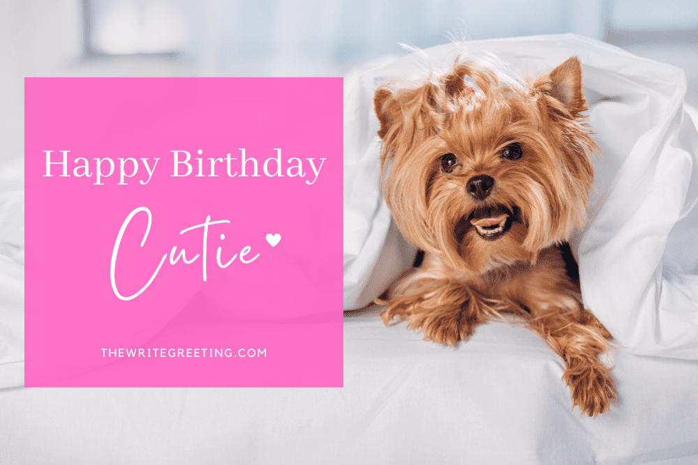 A cute yorkshire terrier sitting on the bed
