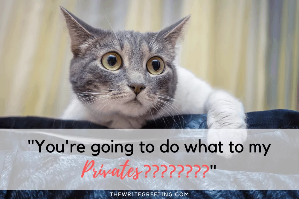 kitten looking shocked on a couch